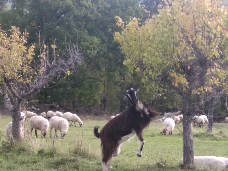 Cabra escalando y rebaño de ovejas granja pradosmontes