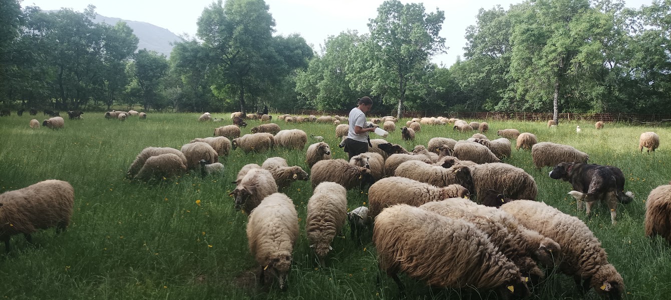 visita granja pradosmontes conoce ovejas